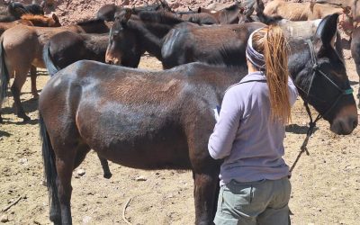 Así funciona el Programa de Bienestar Animal del Parque Provincial Aconcagua