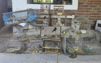 Guaymallén: secuestran 26 aves silvestres tras detectar tenencia ilegal en viviendas
