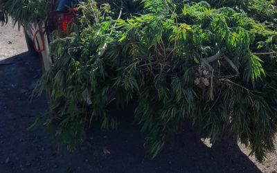 Operativos preventivos en San Rafael: recuperan una moto robada y secuestran plantas de marihuana