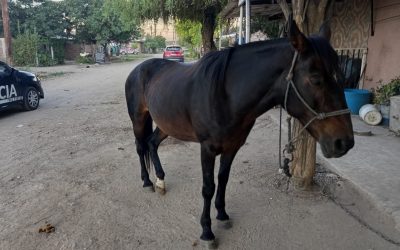 Plan contra el abigeato: recuperaron un equino robado tras un operativo en el Valle de Uco