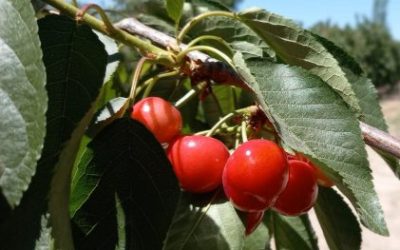 Mendoza será sede del 5° Seminario Internacional de Cerezas Frescas Tempranas