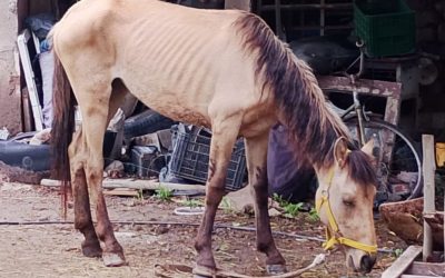 La Policía Rural rescató a tres equinos desnutridos tras allanamiento en San Martín