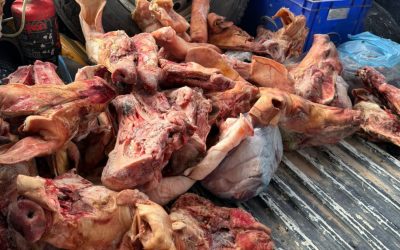 Plan Estratégico contra el Abigeato en Alvear: decomisan 70 kilos de carne de cerdo en mal estado