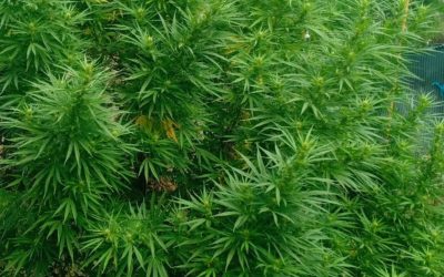 Allanamientos simultáneos en Alvear: cuatro detenidos y más de 55 kilos de cannabis secuestrados tras una investigación por abuso de arma