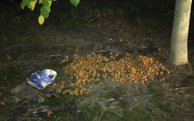 Tres mujeres fueron sorprendidas por la Policía robando nueces en una finca de Tupungato