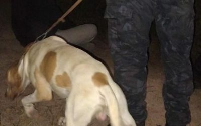 «Fito», el perro de la Policía de Mendoza, encontró a un hombre con pedido de paradero en San Martín