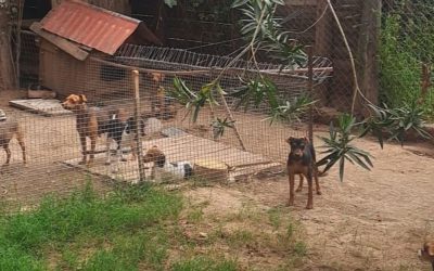 La Policía Rural desbarató un criadero ilegal y rescató 80 perros