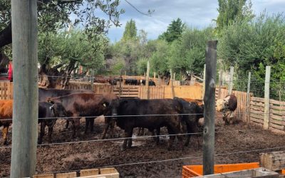 Clausuraron un comercio y secuestraron casi 4 toneladas de carne en mal estado en Guaymallén