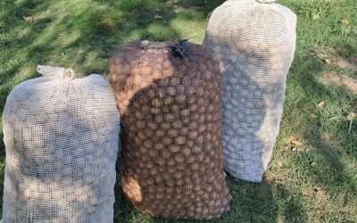 Golpe al robo de nueces: la Policía recuperó 400 kilos y detuvo a dos sospechosos en Tupungato