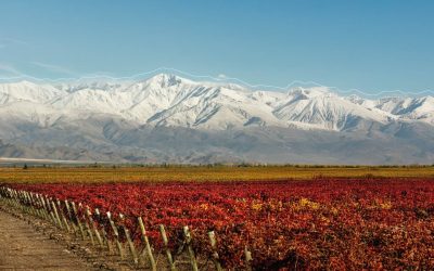 Vinexpo Explorer Mendoza 2026, dedicada al vino a granel: convocan a reunión para bodegas