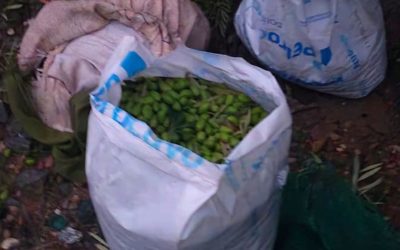 Los sorprendieron in fraganti al salir de una finca con 40 kilos de aceitunas en Maipú
