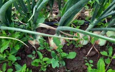 Agro: ofrecen capacitación sobre una normativa clave para acceder a mercados internacionales