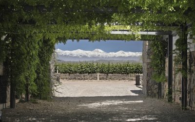 Entre viñedos y olivares, dos experiencias que invitan a descubrir la esencia productiva y turística de Mendoza
