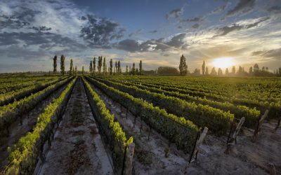 Mendoza se consagra en el “Mundial del vino” y reafirma su liderazgo global