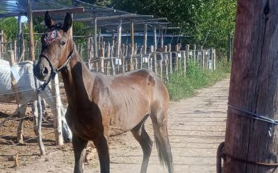 La Policía Rural rescató dos caballos por maltrato animal en Junín