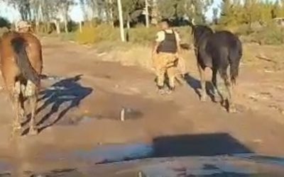 Tras un operativo policial, detienen en Guaymallén a cinco personas por maltrato animal y secuestran equinos y vacunos