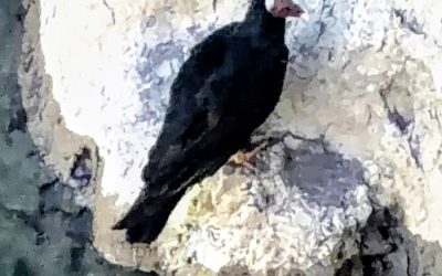 El valor de proteger nuestra fauna: un operativo en Valle Grande reafirma el compromiso con la conservación