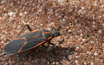 Chinche del arce: el informe del Iscamen y Ambiente que explica cómo controlar el insecto