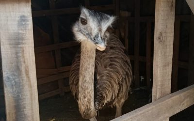 Rescatan a dos ejemplares de ñandú que estaban encerrados en casas de Maipú