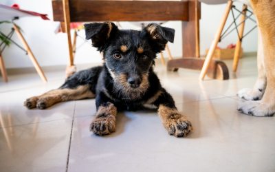 La Dirección de Defensa del Consumidor de Mendoza pone el foco en una realidad cada vez más presente en los hogares