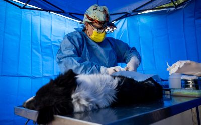 Operativo sanitario integral en Villavicencio por la conservación de la biodiversidad y la salud