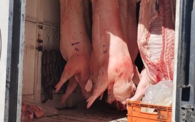 Plan contra el abigeato: decomisan más de 3 toneladas de carne en malas condiciones sanitarias en el Valle de Uco