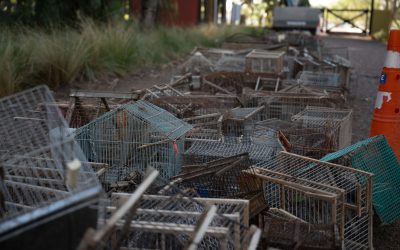 Día del Animal: Mendoza liberó aves rescatadas y destruyó casi 1.500 jaulas y tramperos utilizados en el tráfico ilegal