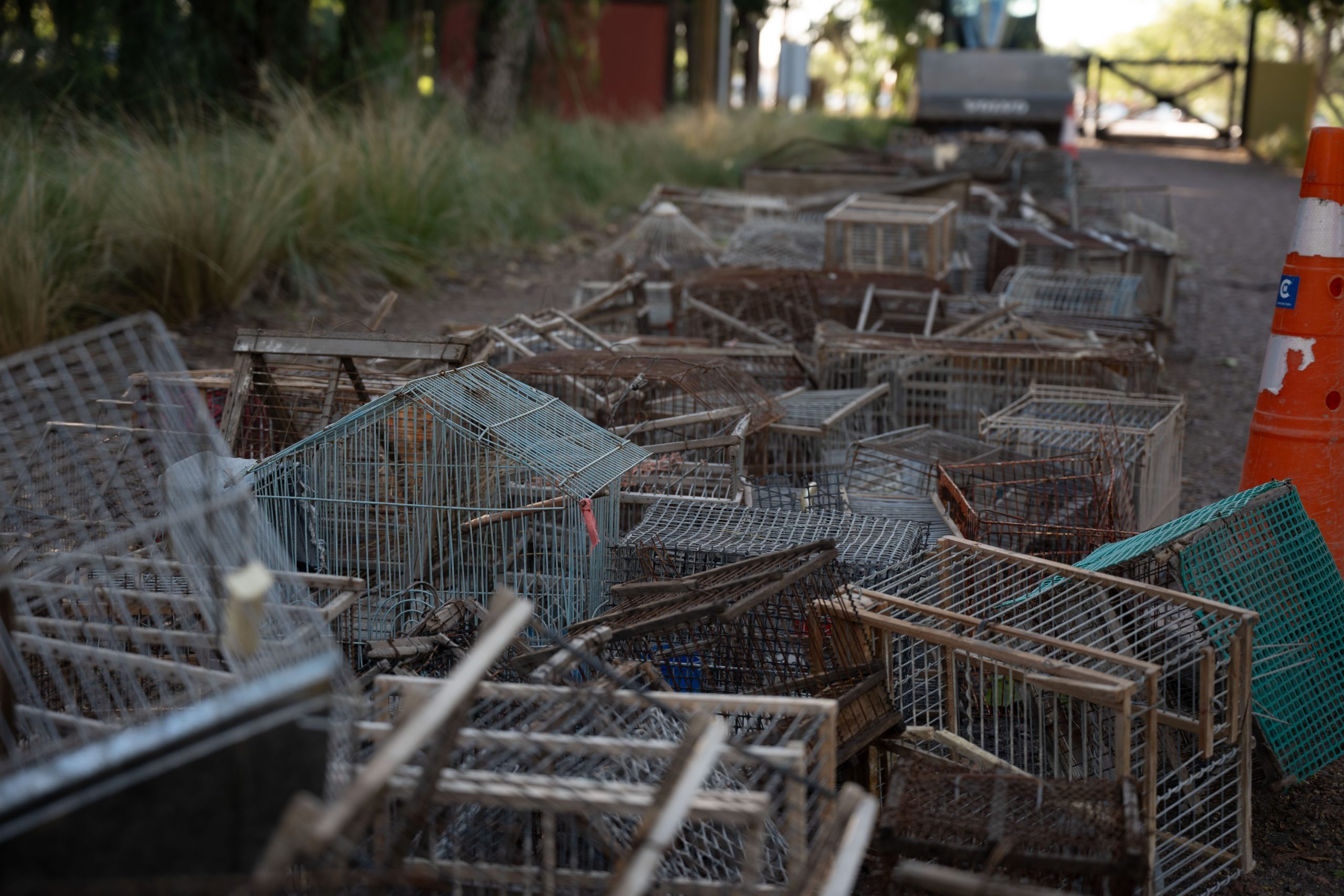 Día del Animal: Mendoza liberó aves rescatadas y destruyó casi 1.500 jaulas y tramperos utilizados en el tráfico ilegal