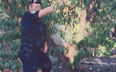 Tupungato: la Policía recuperó nueces robadas durante un patrullaje preventivo y aprehendió a un sospechoso