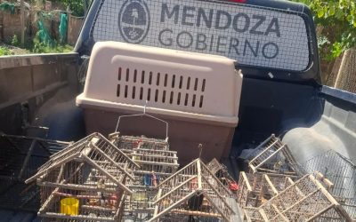 Por ley, está prohibida la tenencia de fauna silvestre como mascota