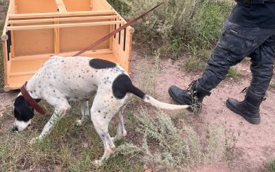 Nol, perro de la Policía de Mendoza, esclareció un robo en San Rafael