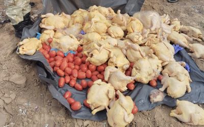 Plan contra el abigeato: decomisan 140 kilos de productos avícolas no aptos para la venta