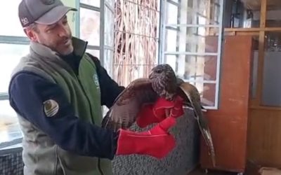 Rescataron a un gavilán mixto en una escuela de Ciudad: la importancia de la convivencia responsable con la fauna silvestre