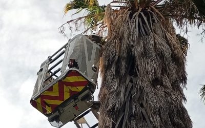 Exitoso rescate en San Rafael: devolvieron un pichón de lechuza de campanario a su nido a 15 metros de altura