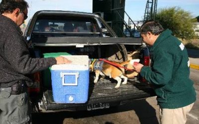Para el resguardo de la producción local, el Iscamen recuerda que no está permitido el ingreso de frutas y hortalizas