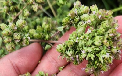 El orégano mendocino de San Carlos es el único en el mundo que certifica Indicación Geográfica