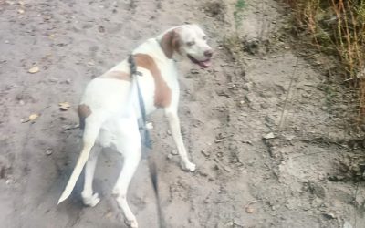 Canes de la Policía de Mendoza recuperaron elementos robados en Tunuyán y San Carlos