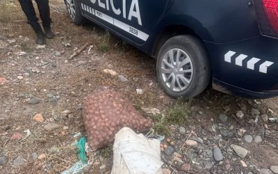 Tupungato: secuestran motos adulteradas, recuperan nueces robadas y detienen a tres personas en operativos policiales