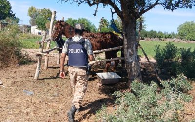 Controles rurales en Lavalle: secuestran equinos sin documentación y en mal estado