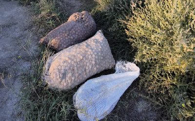 La Policía de Mendoza recuperó en Tupungato nueces robadas, secuestró marihuana y detuvo a varios sospechosos