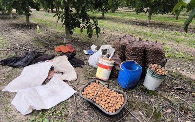 Patrullajes en el Valle de Uco: robos esclarecidos y secuestro de más de 400 kilos de nueces