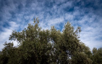 Olivos centenarios: Mendoza impulsa proyectos para rescatar su historia y revalorizar la industria