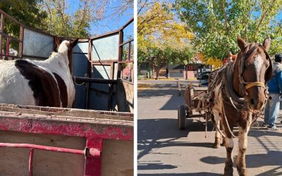 La Policía Rural rescató un equino utilizado para tracción a sangre en Guaymallén