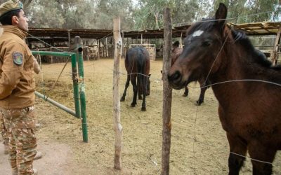 La Policía Rural secuestró en Maipú dos mulares por irregularidades en la documentación