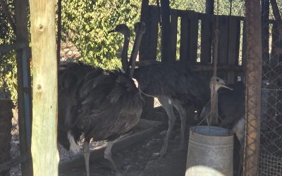Maipú: rescataron ñandúes en cautiverio tras un operativo con apoyo de la VANT