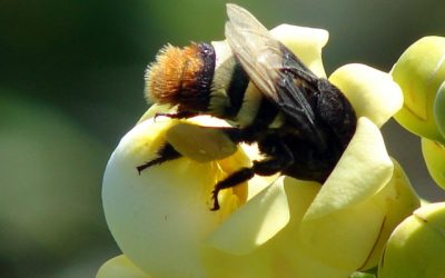 Biodiversidad, paisaje y gastronomía para celebrar el Día Mundial de las Abejas