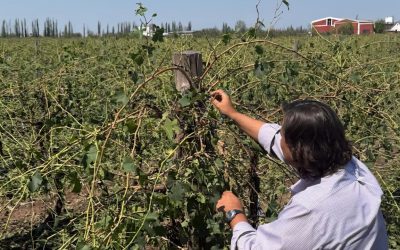 La Nación homologó la emergencia agropecuaria en Mendoza y productores afectados podrán acceder a beneficios fiscales y financieros