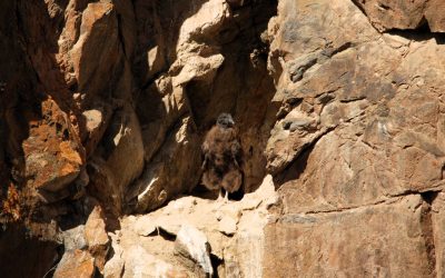 A seis meses de su nacimiento, el pichón de Tupungato se consolida como símbolo del éxito en la conservación del cóndor andino en Mendoza