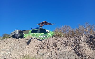Fauna autóctona volvió a su hábitat natural tras completar su rehabilitación en el Ecoparque