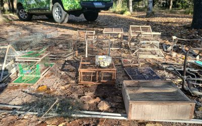Aves recuperadas del tráfico ilegal serán rehabilitadas en el Centro de Rescate de YPF
